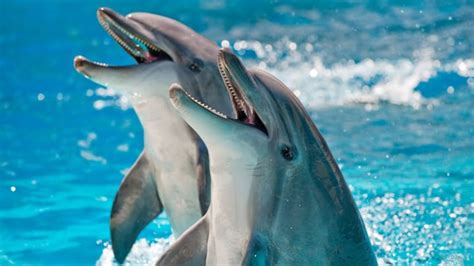 If Dolphins Are Mammals and All Mammals Have Hair, Why Aren't Dolphins Hairy?