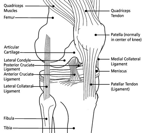 Left Knee Ligaments Diagram