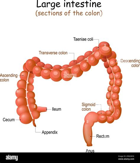 Large intestine anatomy. Structure of human's colon. Vector ...