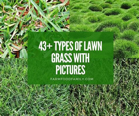 43 Types of Lawn Grass for Your Yard