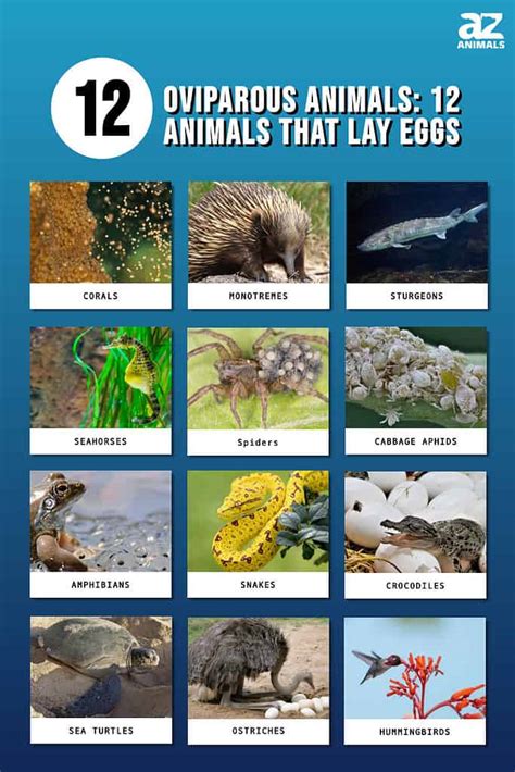 Animals That Lay Eggs Besides Birds – Nature Blog Network