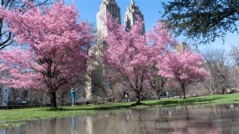 Flowers Near Me: Cherry Blossom Tracker Debuts at Central Park – NBC ...