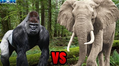 Elephant vs Gorilla - Hedge the book