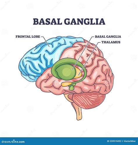 Basal Ganglia or Nuclei Location and Human Brain Structure Outline ...