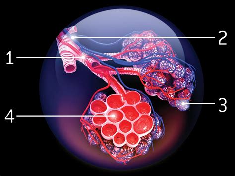 respiratory endothelial cells function at the lung blood barrier where they surround the ...