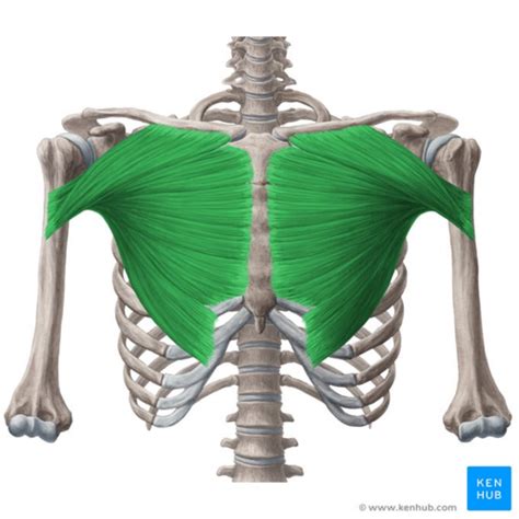 Muscles of the Arms! Jeopardy Template