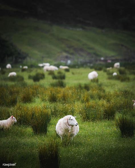 Herd of Scottish sheep in a field | free image by rawpixel.com / Luke Stackpoole | Sheep ...