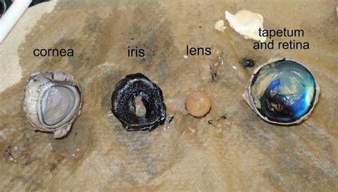 Virtual cow eye dissection - eye parts | Cow eyes, Eye anatomy diagram, Dissection