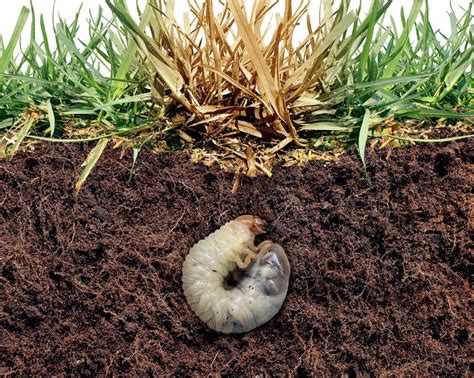 How to get rid of lawn grubs | Homes & Gardens