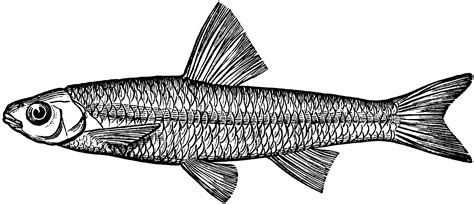 Spottail Minnow or Shiner | ClipArt ETC