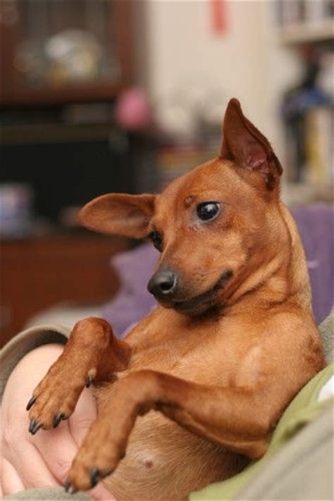 To have a miniature pinscher. | Food & Drink that I love | Pinterest ...