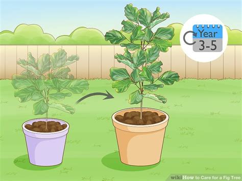 5 Ways to Care for a Fig Tree - wikiHow