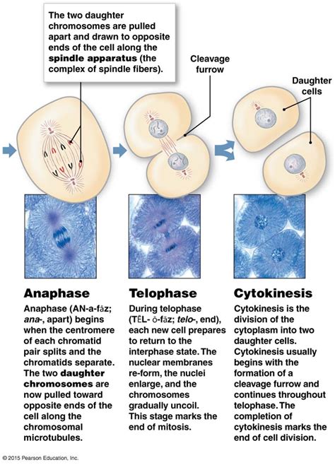 Cytokinesis Under Microscope