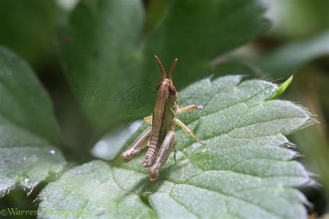 Common Field Grasshopper nymph photo WP15247