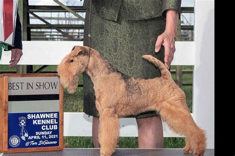 Lakeland Terrier Puppies For Sale - AKC PuppyFinder