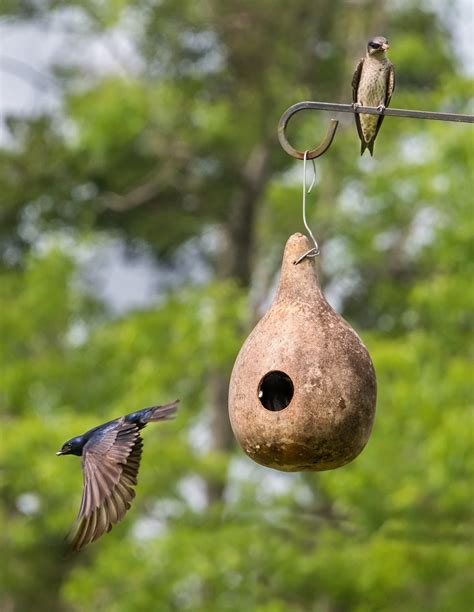 How to Make a Purple Martin Gourd House - Birds and Blooms