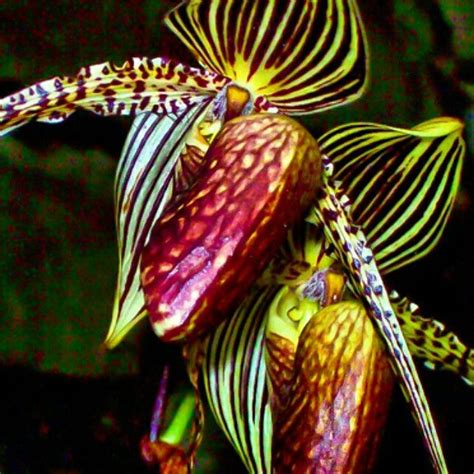 Gold of Kinabalu - rare and expensive | Orchids, Orchid flower, Plant leaves