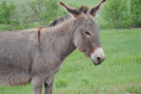 Around Dusty Roads: Wildlife of Custer State Park and the Black Hills