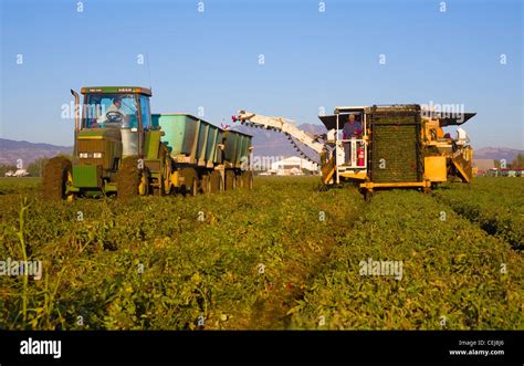 Agriculture - A mechanical tomato harvester harvests processing Stock Photo, Royalty Free Image ...