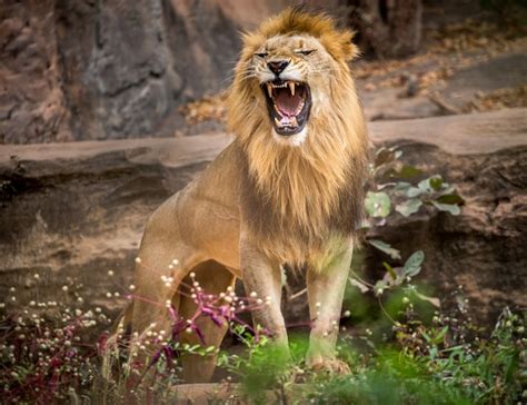 Premium Photo | Male lions roaring, standing on the natural environment ...