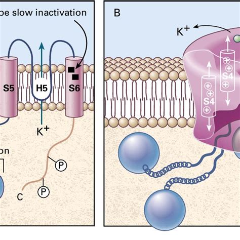 Structure of Ion Channels. Panel A shows a subunit containing six... | Download Scientific Diagram