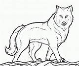 14 Wolf Coloring Pages  Printable Wild Animal Print sketch template