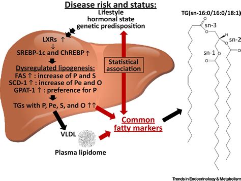 Common Fatty Markers in Diseases with Dysregulated Lipogenesis: Trends ...