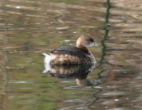 Pied-billed Grebe (Podilymbus podiceps) in Winter - The Firefly Forest