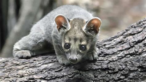 Fossa born at Frankfurt Zoo: sweet offspring of rare predators – europe-cities.com