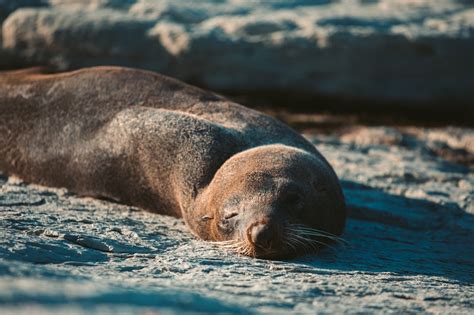 Where to See the Kaikoura Seal Colony - South Island New Zealand – We Seek Travel