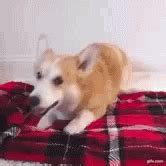 Dog Snuggle GIF - Dog Snuggle Cuddle - Discover & Share GIFs