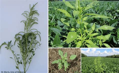 Palmer Amaranth and Waterhemp Management At Harvest – Maryland Agronomy ...