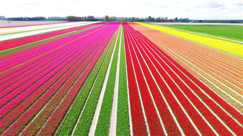 Tulip Fields in the Netherlands - When & Where (2022)