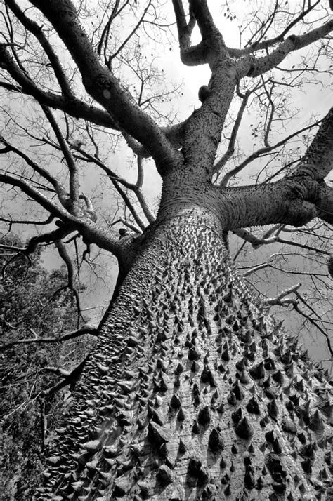 Ceiba tree fine art Photograph by David Lee Thompson