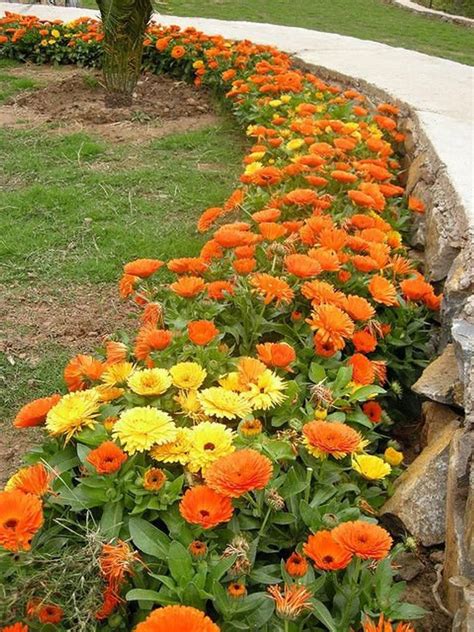 Pacific Beauty Mix Calendula Seeds USA Garden Flower Pot | Etsy Marigolds In Garden, Flower Pot ...