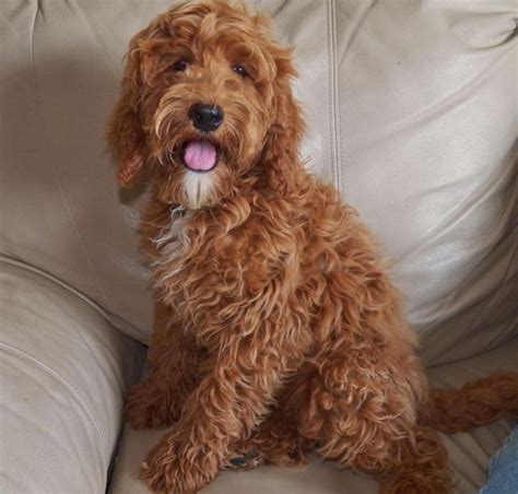 Best 25+ Cockapoo puppies for sale ideas on Pinterest | Cockapoo for sale, Cockapoo pups for ...