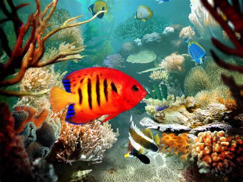 Download Tropical Fish 3D Screensaver 1.3