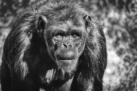 Discover the Mysterious Bondo Apes called the "Lion Killers"