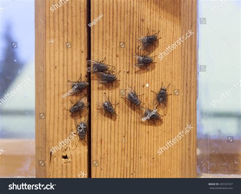 Flies On Wooden Window Frame Stock Photo (Edit Now) 435167227