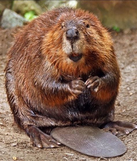 My second biggest hero in the world is the North American Beaver. "Castor Canadensis." Read ...