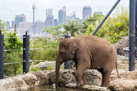 Top 10 Tips for Visiting Taronga Zoo - Living EZ