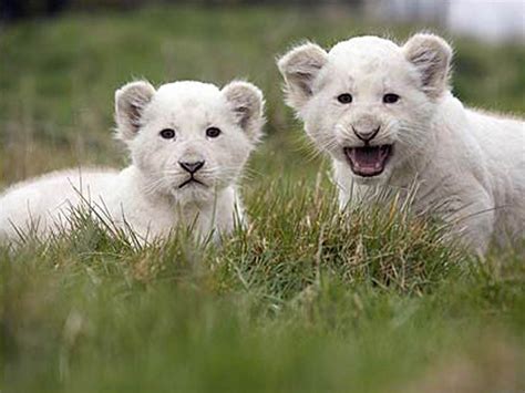 Baby White Lion Pictures - 2013 Wallpapers