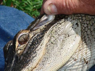 Exploring the Nature of Florida: Alligator Removal