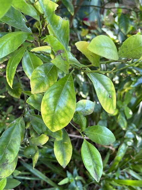 Magnesium Deficiency in Citrus and how to fix it - A guide : r/GardeningAustralia