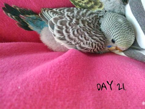 The Budgie Blog: Budgie Care Tips and Advice - TheBudgieBlog