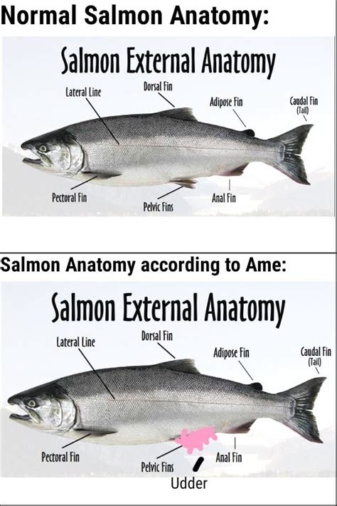 Normal Salmon Anatomy: Salmon External Anatomy Dorsal Fin Lateral Line ...