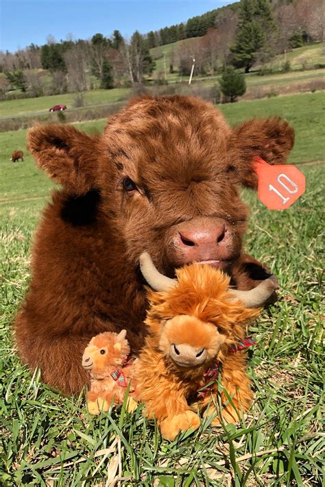 Mini Highland Cow Plush | hens-and-highlands