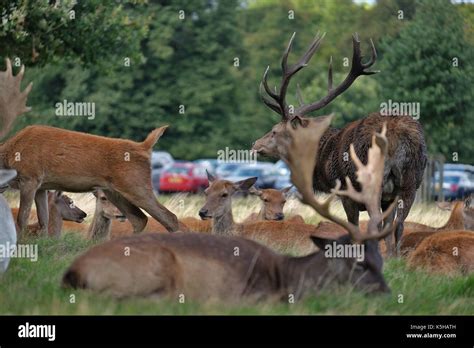 deer in bushy park stag Stock Photo - Alamy