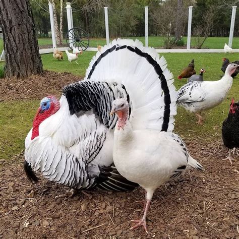 christmas turkey farm near me - Jessika Scarborough