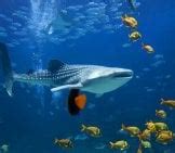 Whale Shark - Description, Habitat, Image, Diet, and Interesting Facts